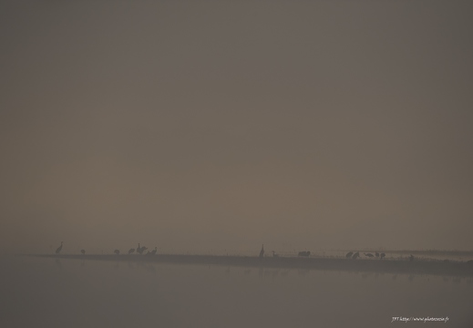 Grue cendrée, Grus grus, Common Crane