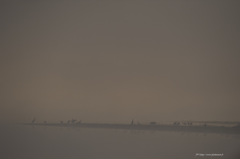 Grue cendrée, Grus grus, Common Crane _DSC8265.jpg