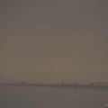 Grue cendrée, Grus grus, Common Crane