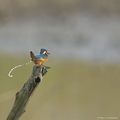 Martin-pêcheur d'Europe, Alcedo atthis, Common Kingfisher