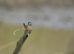 Martin-pêcheur d'Europe, Alcedo atthis, Common Kingfisher