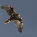 Busard des roseaux, Circus aeruginosus, Western Marsh Harrier