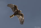 Busard des roseaux, Circus aeruginosus, Western Marsh Harrier