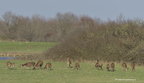 Biche, daguet, Cervus elaphus, Red deer