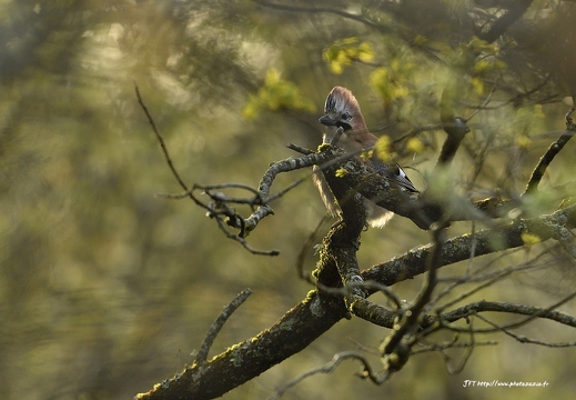 Geai des chênes, Garrulus glandarius, Eurasian Jay