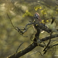 Geai des chênes, Garrulus glandarius, Eurasian Jay