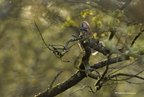 Geai des chênes, Garrulus glandarius, Eurasian Jay