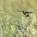 Tarier pâtre, Saxicola rubicola, European Stonechat