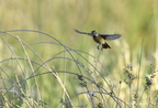 Tarier pâtre, Saxicola rubicola, European Stonechat