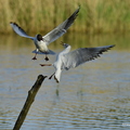 Mouette rieuse, Chroicocephalus ridibundus, Black-headed Gull