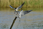 Mouette rieuse, Chroicocephalus ridibundus, Black-headed Gull