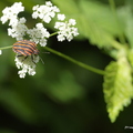 Punaise arlequin, Pentatome Rayé, Graphosoma italicum, Graphosoma lineatum