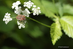 Punaise arlequin, Pentatome Rayé, Graphosoma italicum, Graphosoma lineatum