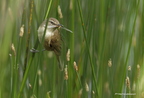 Rousserolle turdoïde, Acrocephalus arundinaceus, Great Reed Warbler