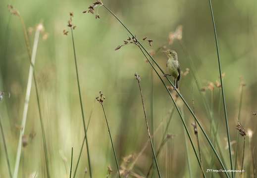 Hypolaïs polyglotte, Hippolais polyglotta, Melodious Warbler