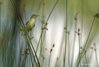 Hypolaïs polyglotte, Hippolais polyglotta, Melodious Warbler