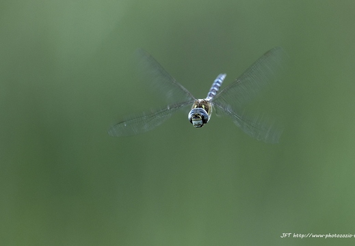 Aeschne mixte, Aeshna mixta