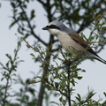 Pie-grièche écorcheur, Lanius collurio, Red-backed Shrike