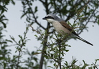 Pie-grièche écorcheur, Lanius collurio, Red-backed Shrike