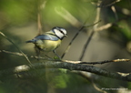 Mésange bleue, Cyanistes caeruleus, Eurasian Blue Tit