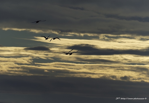 Cygne tuberculé, Cygnus olor, Mute Swan