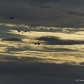 Cygne tuberculé, Cygnus olor, Mute Swan