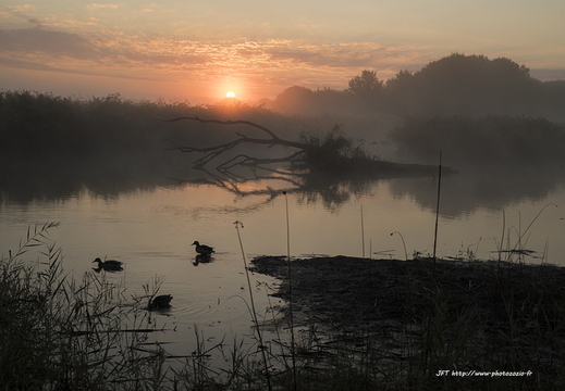 Canard colvert, Anas platyrhynchos, Mallard