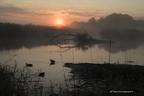 Canard colvert, Anas platyrhynchos, Mallard