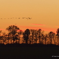 Grue cendrée, Grus grus, Common Crane