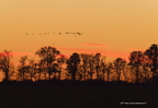 Grue cendrée, Grus grus, Common Crane