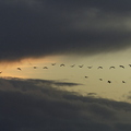 Grue cendrée, Grus grus, Common Crane