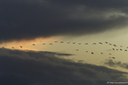 Grue cendrée, Grus grus, Common Crane