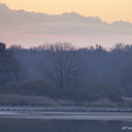 Grue cendrée, Grus grus, Common Crane