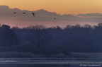 Grue cendrée, Grus grus, Common Crane