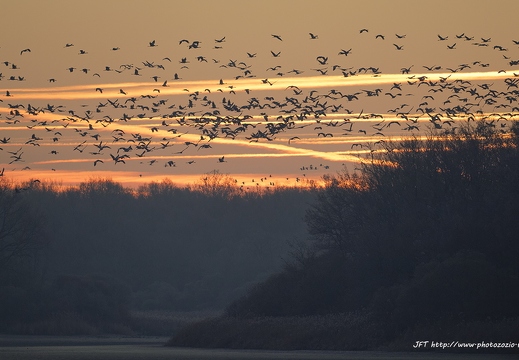 Grue cendrée, Grus grus, Common Crane