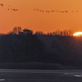 Grue cendrée, Grus grus, Common Crane