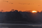 Grue cendrée, Grus grus, Common Crane