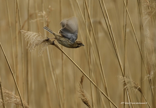 Bruant des roseaux, Emberiza schoeniclus, Common Reed Bunting