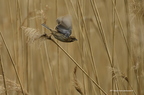 Bruant des roseaux, Emberiza schoeniclus, Common Reed Bunting