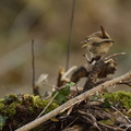 Troglodyte mignon, Troglodytes troglodytes, Eurasian Wren