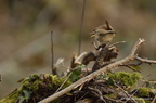 Troglodyte mignon, Troglodytes troglodytes, Eurasian Wren