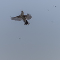 Bruant des roseaux, Emberiza schoeniclus, Common Reed Bunting