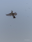 Bruant des roseaux, Emberiza schoeniclus, Common Reed Bunting