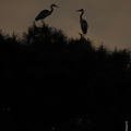 Héron cendré, Ardea cinerea, Grey Heron