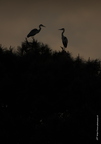 Héron cendré, Ardea cinerea, Grey Heron