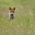 Renard roux, Vulpes vulpes, Goupil, Red fox