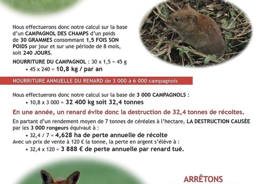 Renard roux, Vulpes vulpes, Goupil, Red fox