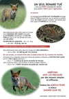 Renard roux, Vulpes vulpes, Goupil, Red fox