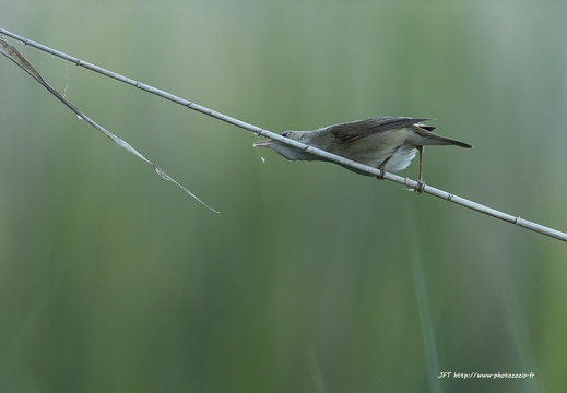 Rousserolle effarvatte, Acrocephalus scirpaceus, Eurasian Reed Warbler