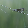 Rousserolle effarvatte, Acrocephalus scirpaceus, Eurasian Reed Warbler